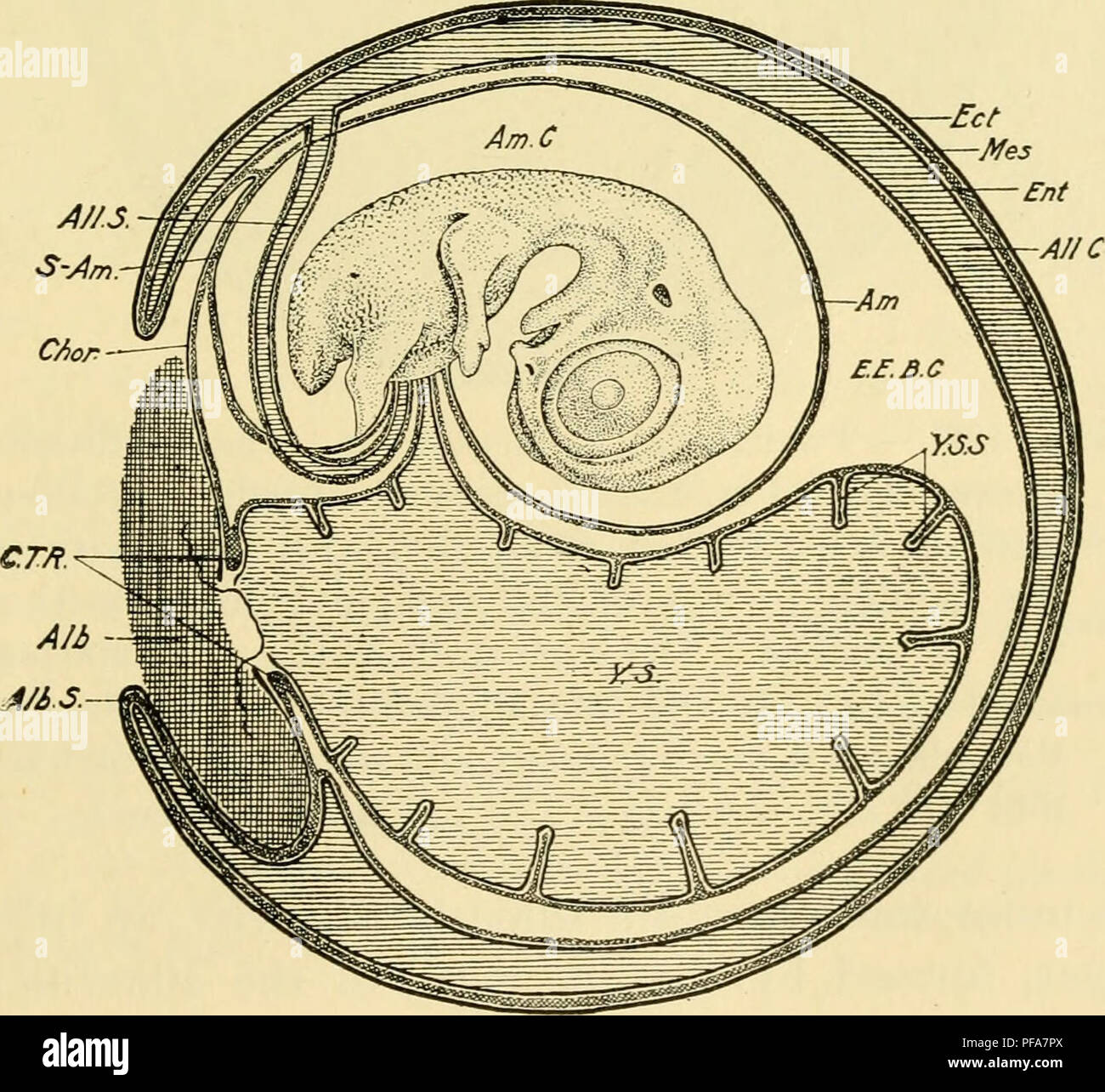 Ce livre fournit une introduction complète à l'embryologie du poulet, détaillant les étapes du développement de la fécondation à l'éclosion. Il traite des processus cellulaires et développementaux qui mènent à la formation de divers tissus et organes chez l'embryon de poulet. Banque D'Images