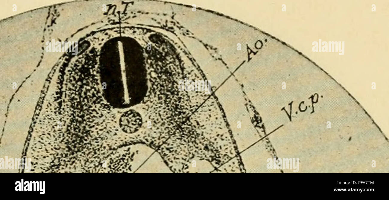 . Le développement du poussin : une introduction à l'embryologie. L'embryologie ; Poulets -- les embryons. De douze à trente-six SOMITES 209 Fig. 120). Une description plus complète de la carie est donnée au chapitre XI. La paroi médiane du mésoblaste forme une grande partie des rainures pleurale lors de la formation du poumon, diverticules et lance ainsi la formation de lobes entourant les poumons (Figs. 118 et 119). Ces lobes descendre sur le ventre et s'unir avec le septum trans- versum (voir ci-dessous), ce qui produit des baies aveugles de l'ccelome /. J^z. / ^^'Z- ,^T', â â 5:5- déchiré* -oXo" t f '}mi i ?7 0m ./ F Banque D'Images