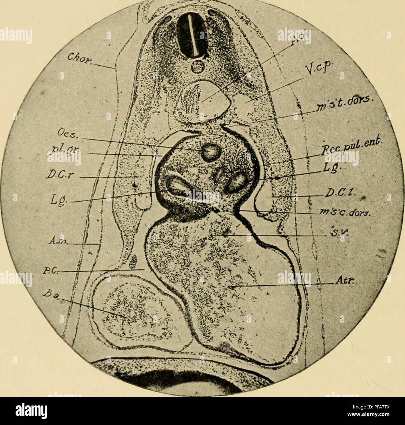 . Le développement du poussin : une introduction à l'embryologie. L'embryologie ; Poulets -- les embryons. 208 LE DÉVELOPPEMENT DU POUSSIN au lieu d'en face d'eux comme avant. Par conséquent dans les coupes transversales, en face de l'mesocardia latéral, la cavité pleurale rainures apparaissent comme des projections de la dorsale (pariétal), la cavité péricardique plus tard séparé de l'un d'autre de la ligne médiane par l'œsophage (Fig. 118). Les relations des trois divisions du corps embryonnaire-cavités ainsi établis peuvent être décrites comme suit : la cavité pariétale contient le coeur, et est donc la péri- prospective ,-;rg Banque D'Images