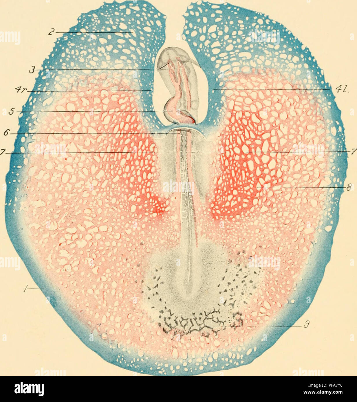 . Le développement du poussin ; une introduction à l'embryologie. Les oiseaux -- l'embryologie. Fig. 133. - La circulation dans l'embryon et la résorption du sac vitellin. Étape d'environ 16 s ; à partir de ci-dessous. Les artères vitelline commencent à se différencier sur le réseau vasculaire en particulier sur le côté gauche. (Observateur a raison.) injecté. (Après Popoff.) 1, veine marginale. 2, région du réseau veineux. 3, première et deuxième arcs aortiques. 4 r, 41, droite et gauche veines vitelline antérieure. 5, 6, coeur de l'intestin antérieur portail. 7, Aortse. la différenciation. 9, îles de sang. 8, en train d'artères vitelline. Veuillez noter t Banque D'Images