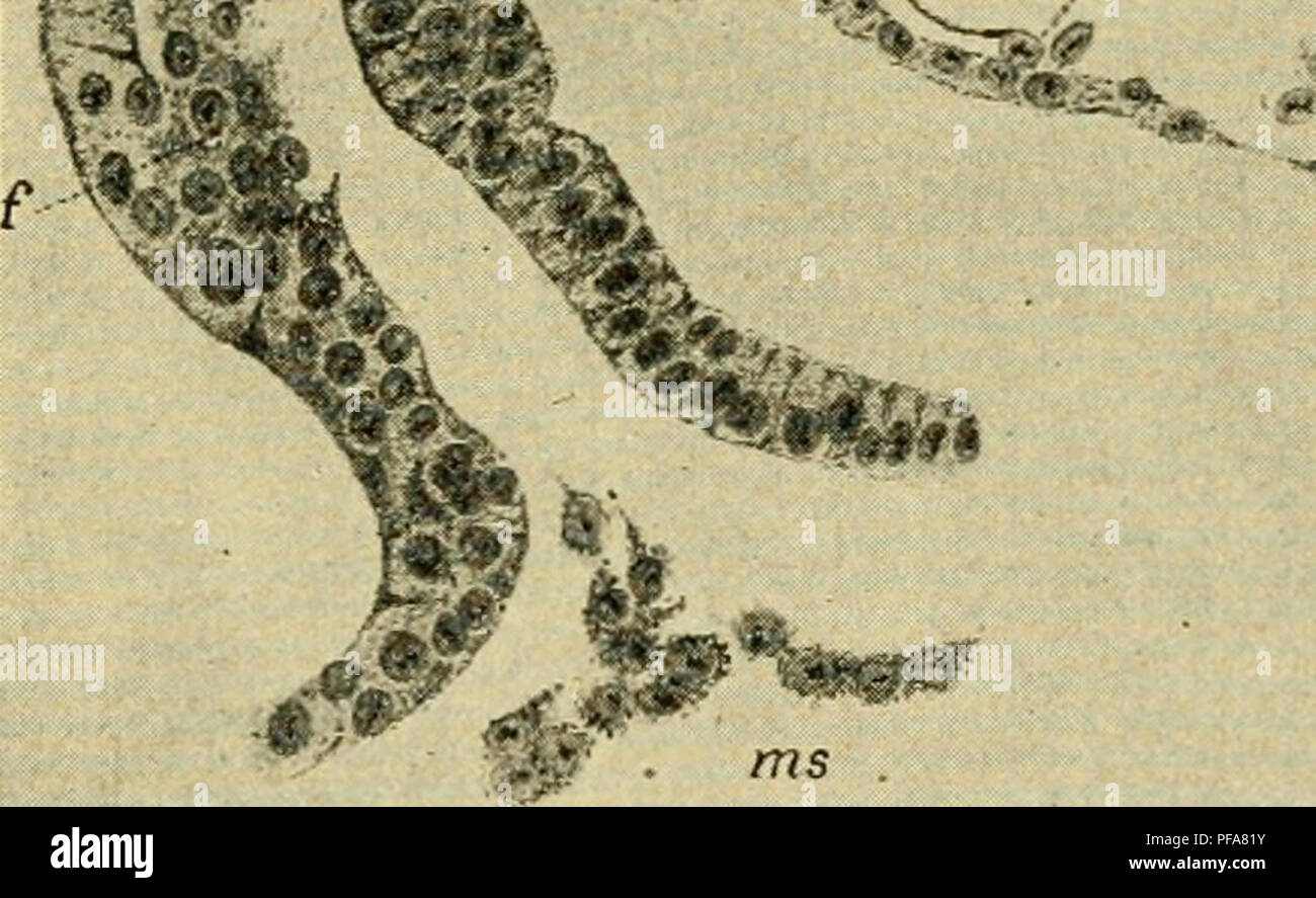 Le Developpement Du Poussin Une Introduction A L Embryologie L Embryologie Poulets Les Embryons K A J A J 3 Fig 92 Section Transversale Immediatement Hind Le Premier