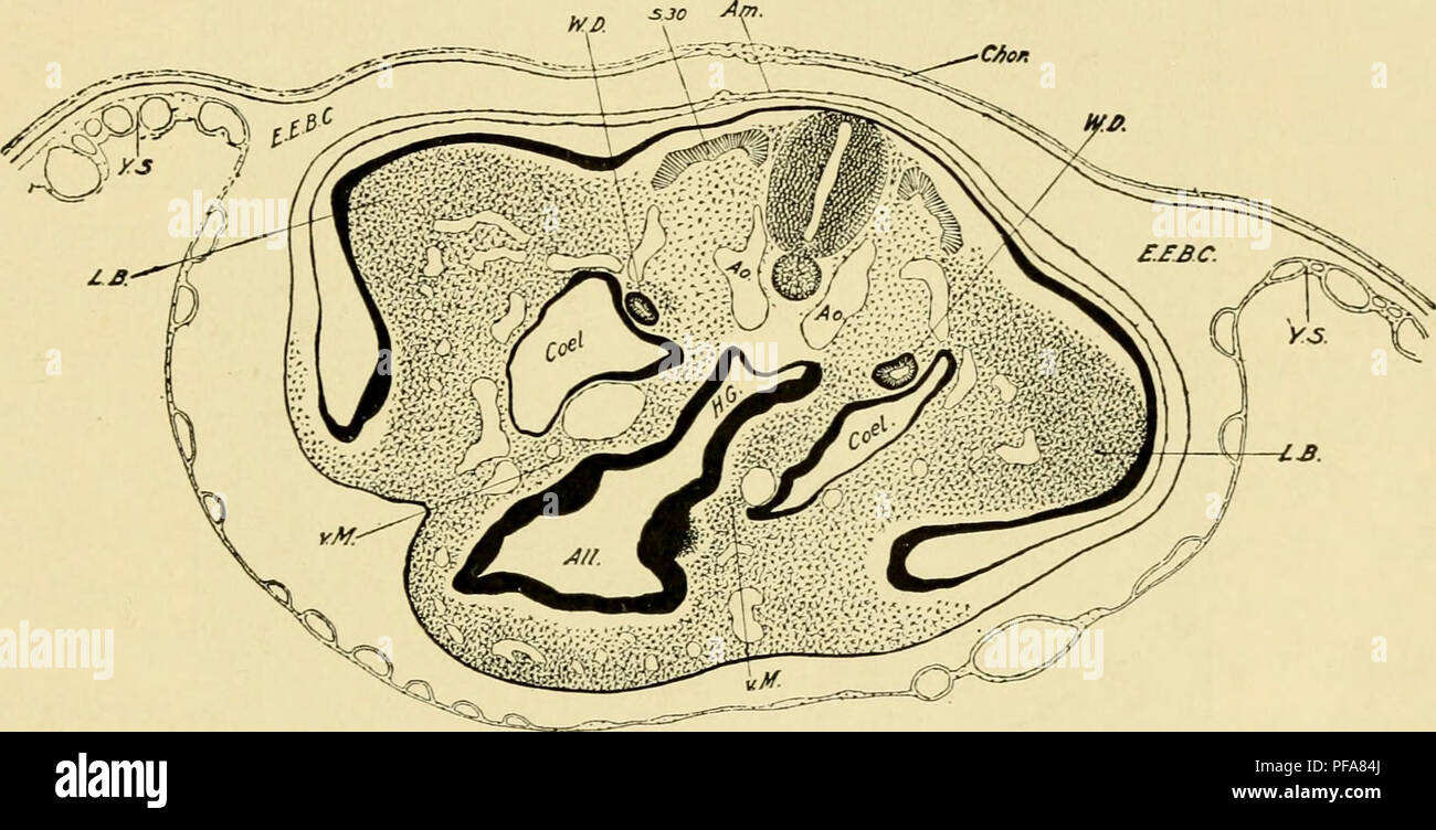 . Le développement du poussin : une introduction à l'embryologie. L'embryologie ; Poulets -- les embryons. De douze à trente-six SOMITES et 145 tiges allantoïque d'une part et l'attachement de l'amnios sur l'autre. Le cordon ombilical se compose donc d'un tube externe (tige somatiques) continue avec la paroi du corps, enveloppant le jaune-tige et la tige de l'allantoïde, ainsi que les artères et les veines de résorption du sac vitellin et l'allantoïde. Il est important de garder à l'esprit que dans la région du col de l'allantoïde l'amnios est attaché à ce dernier sur les côtés et derrière ; seule la paroi antérieure Banque D'Images
