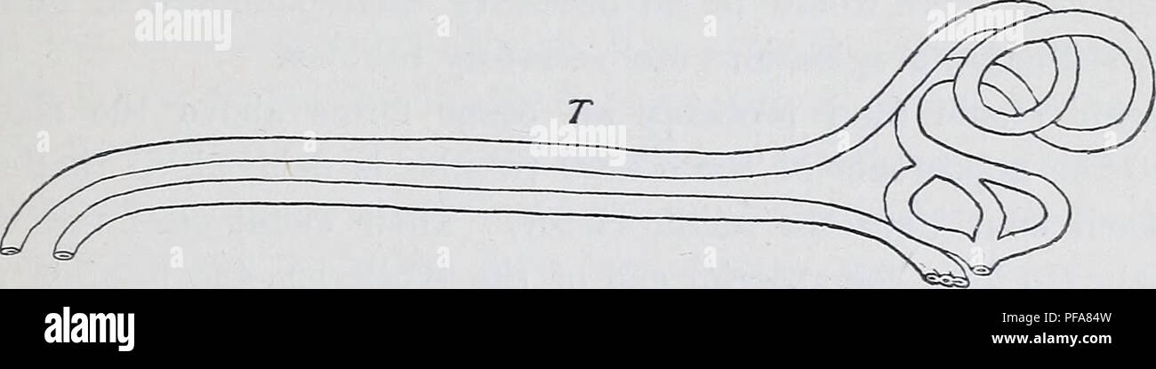 . Le développement de l'mesonephras et le conduit de Müller dans Amphibia. Les amphibiens. Les figures 0-T. Six chiffres schématiques représentant le Miillerian evaginations rapport de l'nephrostoraes à, l'Miillerian au conduit de Wolff, etc. Le Miillerian evaginations sont quelque peu en dessous de la nephrostomes dans chaque cas et le Miillerian l'air est inférieure de Wolff. Les chiffres 0 et P représentent deux étapes dans les élasmobranches ; Figure Q, un hypothétique, condition primitive à Amphibia ; Figure R indique l'état dans Amblystoma ; figure, que dans Hyla ; Figure T, que chez Rana.. Veuillez noter que th Banque D'Images