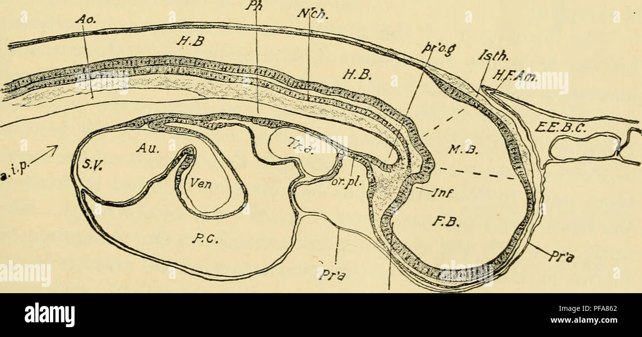 . Le développement du poussin : une introduction à l'embryologie. L'embryologie ; Poulets -- les embryons. Vojn Fig. 74.  Chef du même embryon de la face ventrale. Abréviations comme avant.. Ifec.opt'^^V i.","*''' '''"^^'"''' *'' =" °f°" *â ¢>Â" """^ ^^ d'l'embryon de 18 s l'isthme"V ?o1"'preo1al'véhicules euro'rnl o'/^^ 7". ^^"'- Â"< Â"-" "f opticus. S.'v.Psiâu !'veno:nous ! 'Therafbre ^^^b comme la SOTI. frre"^» ^^^»^^^^" tourne immédiatement vers l'arrière au-dessus de la tête, formant un capuchon (F.gs. 67, 71, 75, etc.) ; les membres inférieurs de t Banque D'Images