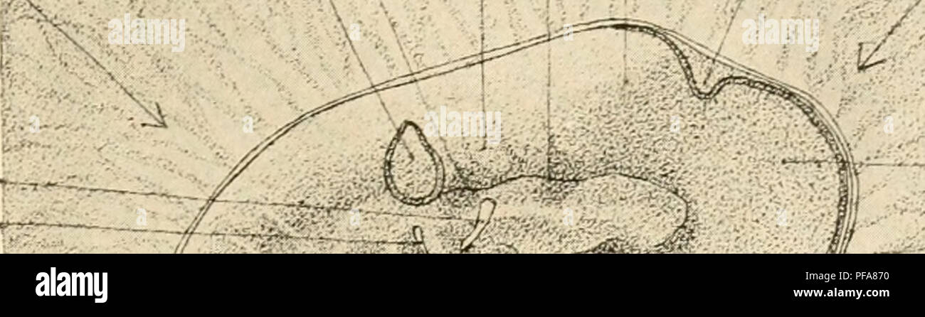 Cette image illustre les stades de développement d'un embryon de poulet, plus précisément entre les douze et trente-six stades somitiques. Il met en évidence les processus embryologiques clés et la formation structurelle au cours du développement précoce chez les oiseaux, fournissant un aperçu des modèles de croissance et de la différenciation cellulaire du poussin. Banque D'Images