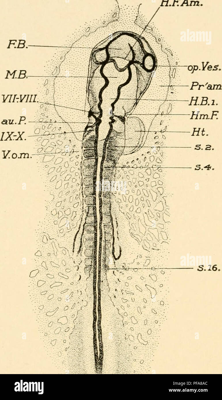 Le Developpement Du Poussin Une Introduction A L Embryologie Les Oiseaux L Embryologie 134 Le Developpement Du Poussin Kfam S 16 Pr Rta Fig 71 Ensemble De L Embryon De 16 S