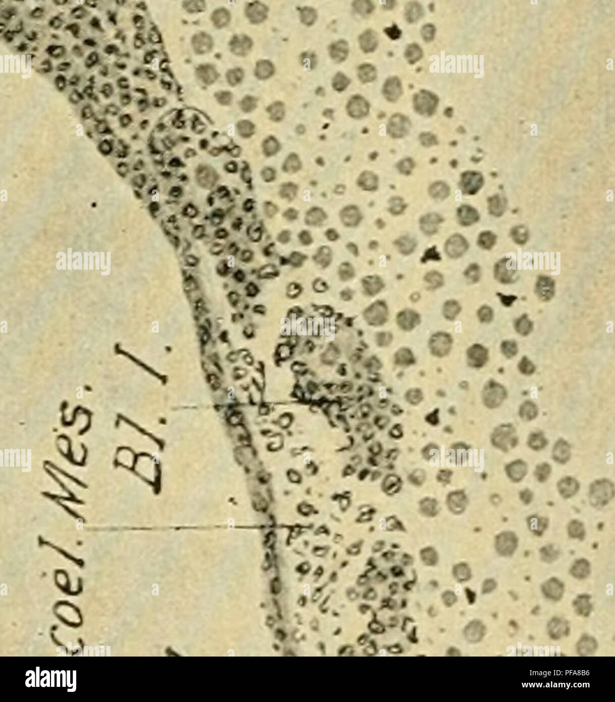 . Le développement du poussin : une introduction à l'embryologie. L'embryologie ; Poulets -- les embryons. '^' -I / I-. •N. Veuillez noter que ces images sont extraites de la page numérisée des images qui peuvent avoir été retouchées numériquement pour plus de lisibilité - coloration et l'aspect de ces illustrations ne peut pas parfaitement ressembler à l'œuvre originale.. Lillie, Frank Rattray, 1870-1947. New York : Henry Holt Banque D'Images