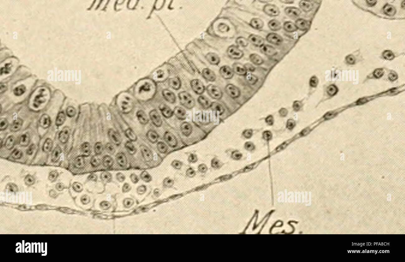 Ce travail se concentre sur le développement embryologique des poussins, couvrant les étapes allant du pli tête à la formation de douze somites. Il explore la formation du pli neural, le coelom et les premiers stades du système nerveux chez les embryons d'oiseaux. Banque D'Images