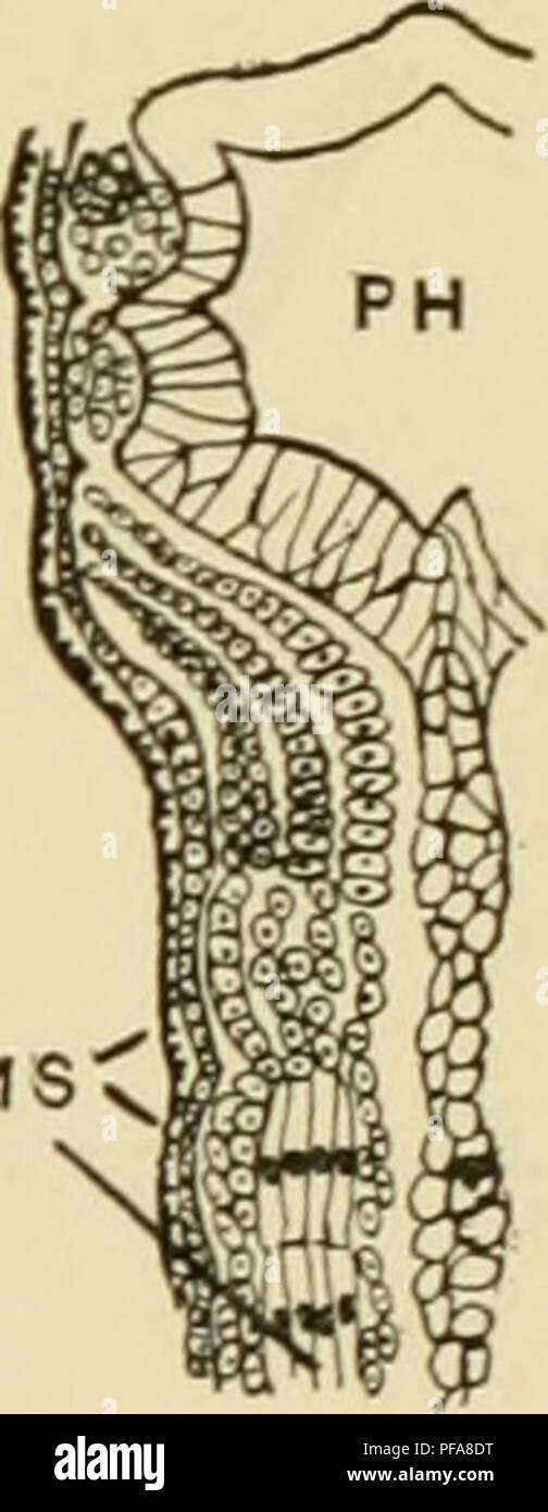 . Le développement de l'œuf de grenouille ; une introduction à l'embryologie expérimentale. L'embryologie. Mme B Fig. 44.-frontale sections à l'extrémité antérieure de Boml)inator. (Après Gotte.) A. montre trois gill-sacs (G) et le mésoderme d'arches. B. Affiche formation d'mesodermic somites (MS). PH. Pharynx.. Veuillez noter que ces images sont extraites de la page numérisée des images qui peuvent avoir été retouchées numériquement pour plus de lisibilité - coloration et l'aspect de ces illustrations ne peut pas parfaitement ressembler à l'œuvre originale.. Morgan, Thomas Hunt, 1866-1945. New York, The Macmillan Company ; [etc. , Etc. ] Banque D'Images