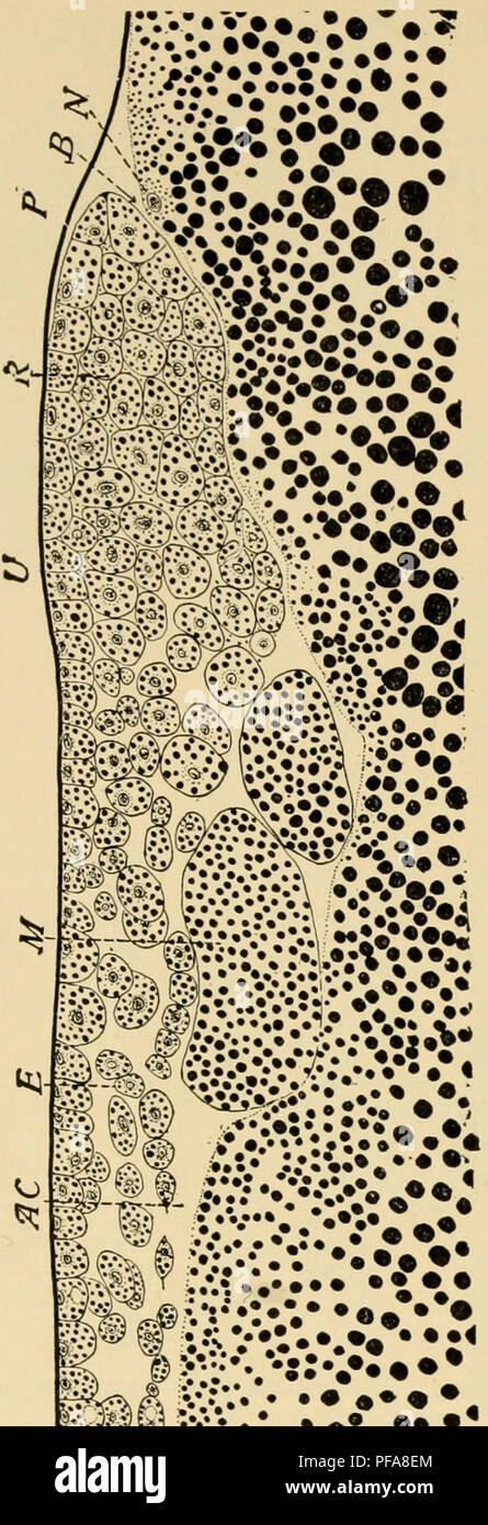 . Le développement du poussin : une introduction à l'embryologie. L'embryologie ; Poulets -- les embryons. -H- ^A Â Â ¢ : ^^ «J*. Veuillez noter que ces images sont extraites de la page numérisée des images qui peuvent avoir été retouchées numériquement pour plus de lisibilité - coloration et l'aspect de ces illustrations ne peut pas parfaitement ressembler à l'œuvre originale.. Lillie, Frank Rattray, 1870-1947. New York : Henry Holt Banque D'Images