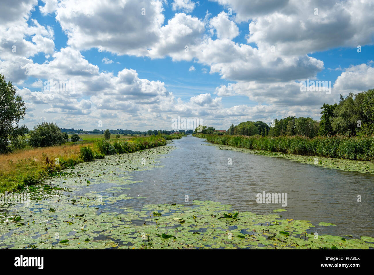 Ciel nuageux Ciel bleu au-dessus d'un canal des polders néerlandais avec de l'eau des plantes. Banque D'Images