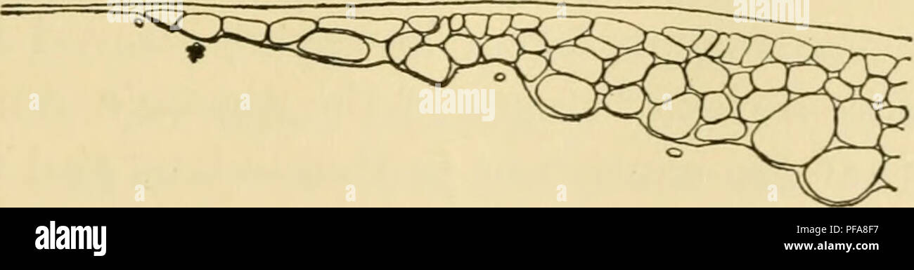 . Le développement du poussin : une introduction à l'embryologie. L'embryologie ; Poulets -- les embryons. BT. Fig. 25. - Donne un aperçu de la marge des sections transversales du blastoderme d'oeufs de pigeon ; 26 (A), 28 (B) et (C) 32 heures après la fécondation. (Après Blount.). Veuillez noter que ces images sont extraites de la page numérisée des images qui peuvent avoir été retouchées numériquement pour plus de lisibilité - coloration et l'aspect de ces illustrations ne peut pas parfaitement ressembler à l'œuvre originale.. Lillie, Frank Rattray, 1870-1947. New York : Henry Holt Banque D'Images
