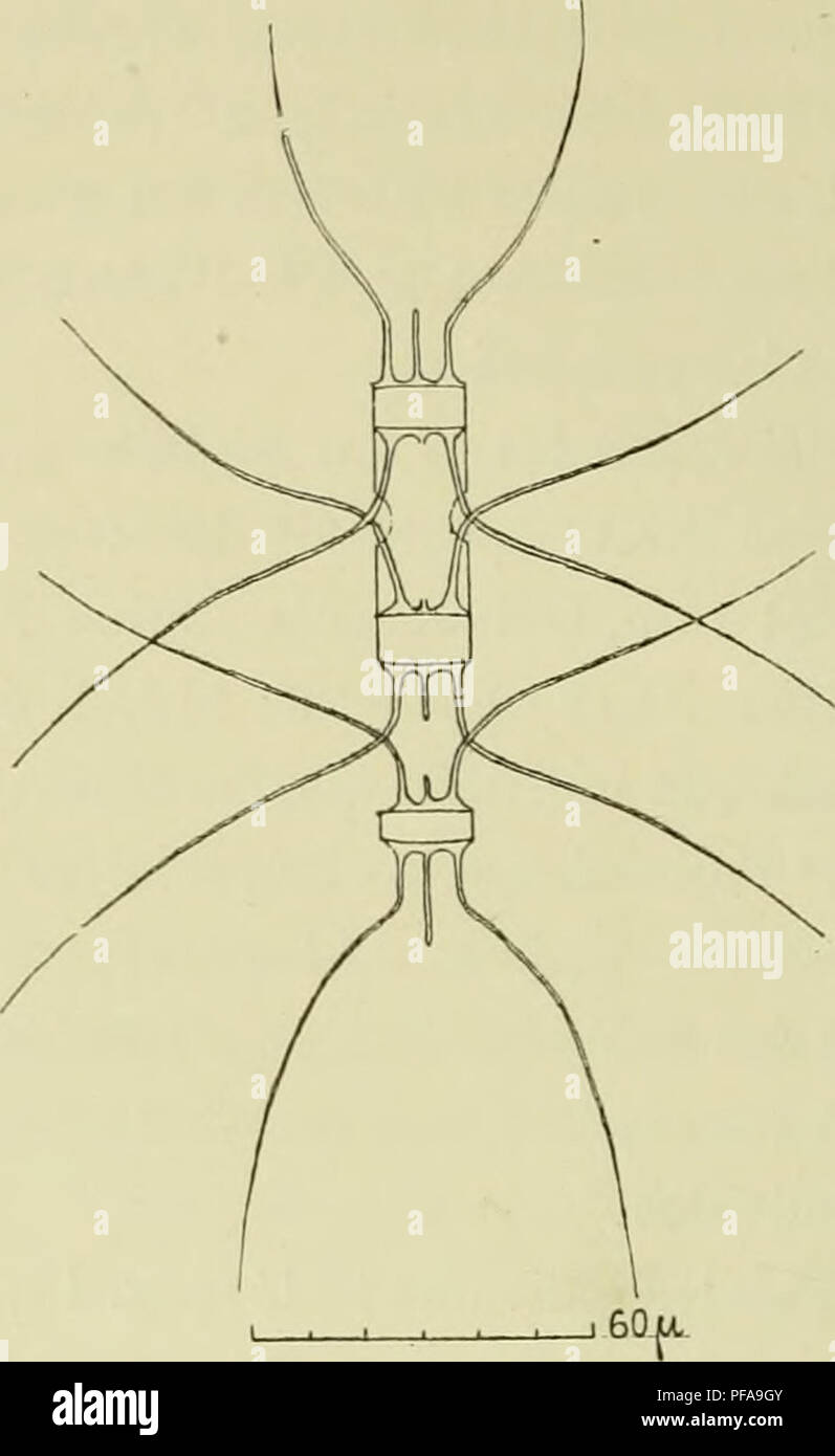 . ¨ me Deuxià expédition antarctique francaise (1908-1910). Histoire naturelle -- Antarctique ; expéditions scientifiques -- Antarctique ; l'Antarctique. Fig. 18. - CJisetoceros iÅla Dic/roi-m.i longn. Fig. 19. - Chseloceros DichÅla f. lonr/a. ÂLes deux individus isoli-s. indiviilus supérieurs sml réunis par la iiieiiibranc de la i-ellule méj-e. piTlon''p de deux lious pour le pnssase niriies <les. The chahies, les cornes des cellules terminales présentent les courbures élégantes que monlrenl les iigures et elles sont à |)eu près renfermées dans le même plan ; les cornes des cellules intermà Banque D'Images