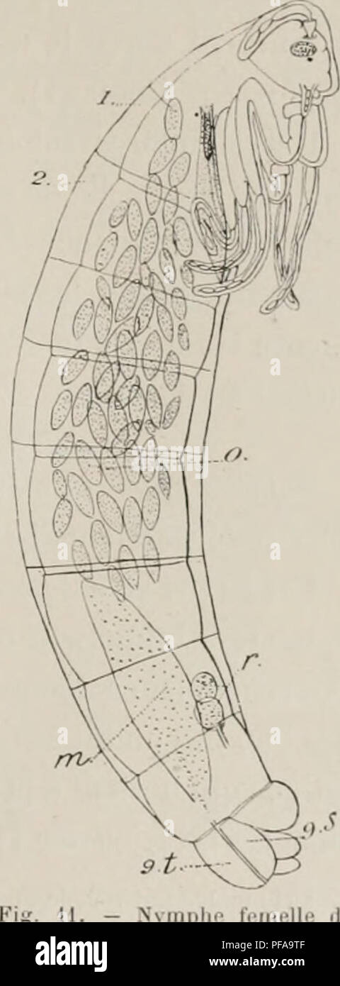 . ¨ me Deuxià expédition antarctique francaise (1908-1910). Histoire naturelle -- Antarctique ; expéditions scientifiques -- Antarctique ; l'Antarctique. DIPTÃRES inlÃ^227 f'ressantc ence un &Lt ;'lé donnée par (lli. Je Dauwin EST.'iO, rmifiiuc osiià de des©res, cliap. . 11 , (|ui. en se basant les snr l'cchcrches Wollaslon, envisagea de le vent ractcur,â prépondt'Fait chier |)onr tontes ces régions comme tactenr,â de la sélecture : les Insectes voleiil ixancoup qni sont emportés [nw le vent cl noy&Lt ;''s dans la mut, tandis que ceux (piiontles ailes moins développées ne donnent pas prise au vent et se repi Banque D'Images