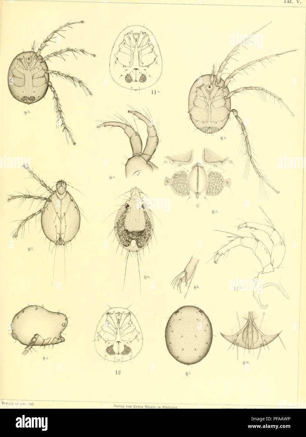 . Deutschlands Hydrachniden. Hydrachnidae ; les acariens. Zoologica XXII. Taf. C.. Piersig ad nat. del. Verla" dans Stuttgai Erwin von Nägele Lichtdruck von Monin Rommel &AMP ; Co. dans Stuttgnrt.. Veuillez noter que ces images sont extraites de la page numérisée des images qui peuvent avoir été retouchées numériquement pour plus de lisibilité - coloration et l'aspect de ces illustrations ne peut pas parfaitement ressembler à l'œuvre originale.. Stuttgart : Piersig, R. E. Nägele Banque D'Images