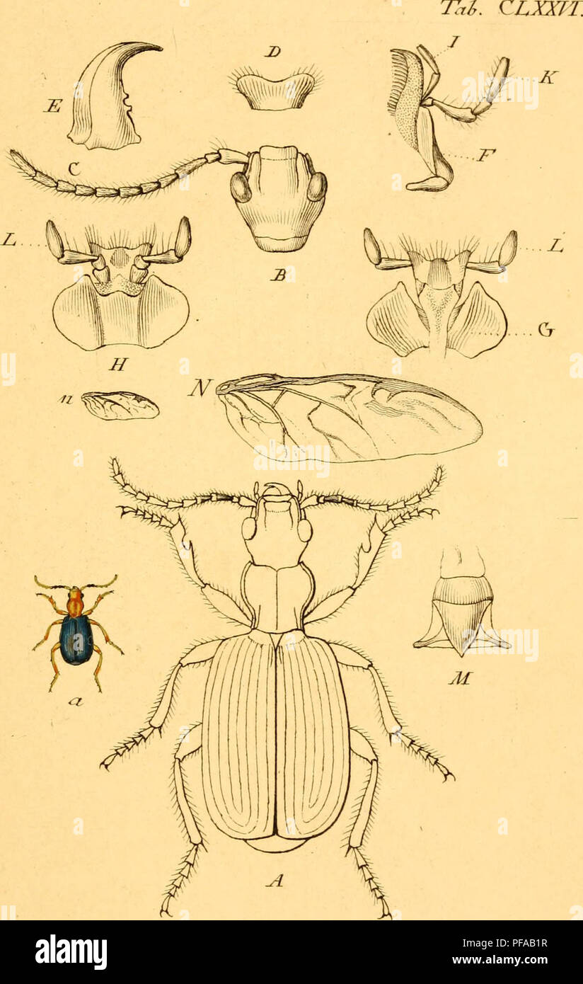 . Deutschlands Insecten. Les coléoptères ; les coléoptères. K2i7/uniur cncnitäfij-ic-. Veuillez noter que ces images sont extraites de la page numérisée des images qui peuvent avoir été retouchées numériquement pour plus de lisibilité - coloration et l'aspect de ces illustrations ne peut pas parfaitement ressembler à l'œuvre originale.. Sturm, Jakob, 1771-1848 ; Sturm, Johann Christian Friedrich, 1805-1862 ; Gillmeister, C. J. F ; Barber, Herbert Spencer, 1882-1950, l'ancien propriétaire. DSI, Richmond, Charles Wallace, 1868-1932, l'ancien propriétaire. DSI ; Casey, Thos. L. (Thomas Lincoln), 1857-1925, l'ancien propriétaire. Le DSI. Nürnberg : Gedruckt auf Kosten Banque D'Images