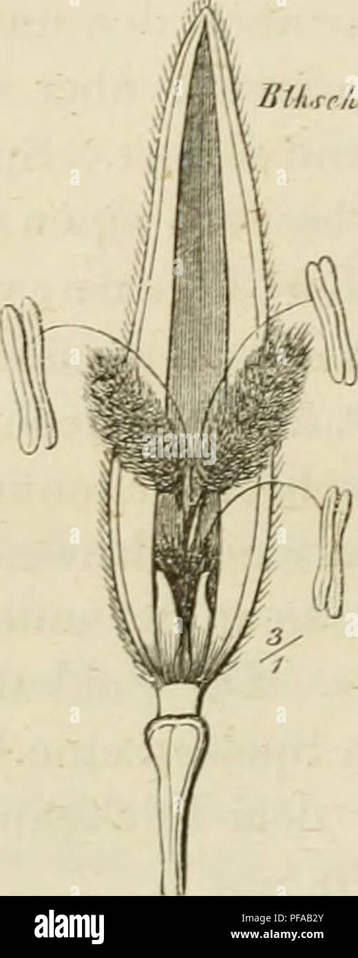 . Deutschlands Gräser und zu leichter Erkenntniss Getreidearten Wuchse nach dem, den Früchten und Blättern, Blüthen zusammengestellt und für Land- und Forstwirtschaft und nach Vorkommen Nutzen ausführlich beschrieben. Les plantes. Fig. lU. U, Hafer. S ;&Lt ;. Spelze. lU. Aelu-client ausein- andergebogen. 11. Dans Spelze Blütlichen Kin der ein- oder von innen geschlossen oben. Zf".rrX. Fig. 12. Hafer. Bthsch Scheidenspehe , die die- thentheile einschliessend Blü , von unten oder sehen Aussen- ge. Unter ihrem kurzen, weissen, viereckigen Aehrenachse Stiele fast die die die Spitze von breiteren Spelz Banque D'Images