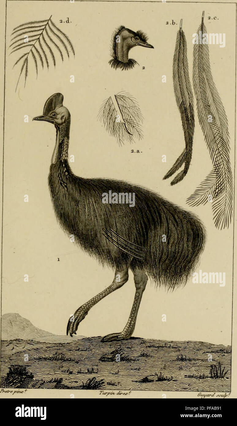 . Dictionnaire des sciences naturelles, dans lequel on traite mÃ©thodiquement des diffÃ©rens Ãªtres de la nature, considÃ©rÃ©s soit en eux-mÃªmes, d'aprÃ¨s l'Ã©tat actuel de nos connoissances, soit relativement Ã l'utilitÃ© qu'en peuvent retirer la mÃ©decine, l'agriculture, le commerce et les artes. Suivi d'une biographie des plus cÃ©lÃ¨bres naturalistes. L'histoire naturelle. ZOOLOGIE. (FRNiTHOLOCIE. Ecliassiers.. ^ casoar à casque, Â"^/iÂ"â&gt;Â",V &^^/. a. TÃ®te Ju CASOAR de la^oiivelle Ã® HoUande. i â â€j-^rmÃ e' de /'M&amp ; armJe,&Lt ;/"^sur f,j'^ua7tf. ^ , .F/,mi, ,/i, Jo^. i.c . fjtn, du iK^ion Banque D'Images