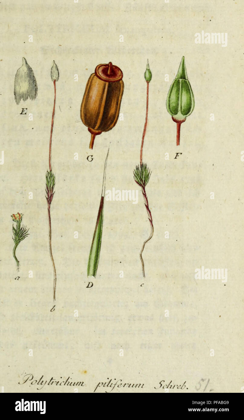 Cette œuvre botanique de Jacob Sturm présente des illustrations détaillées de la flore allemande, mettant en valeur des espèces végétales indigènes avec une précision scientifique. Il fournit des descriptions précieuses pour l'identification et la classification de diverses espèces, en mettant l'accent sur des représentations précises et l'exactitude botanique. Le travail est reconnu pour son importance historique dans l'étude des plantes allemandes. Banque D'Images