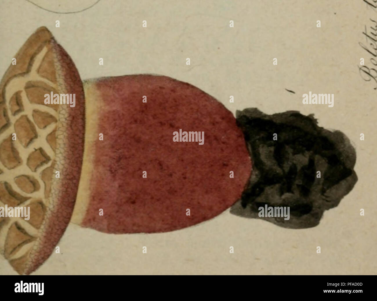 Ce travail botanique illustre et décrit les champignons d'Allemagne, avec des planches détaillées et des descriptions. Il couvre diverses espèces trouvées dans la région, contribuant à la compréhension de la mycologie locale et de la vie végétale en Allemagne au cours des 18ème et 19ème siècles. Banque D'Images