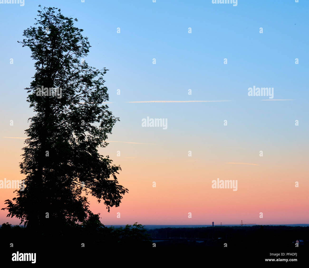 Sunset silhouette du grand bouleau qui domine la ville, belle rose et le fond de ciel bleu avec un avion trails Banque D'Images