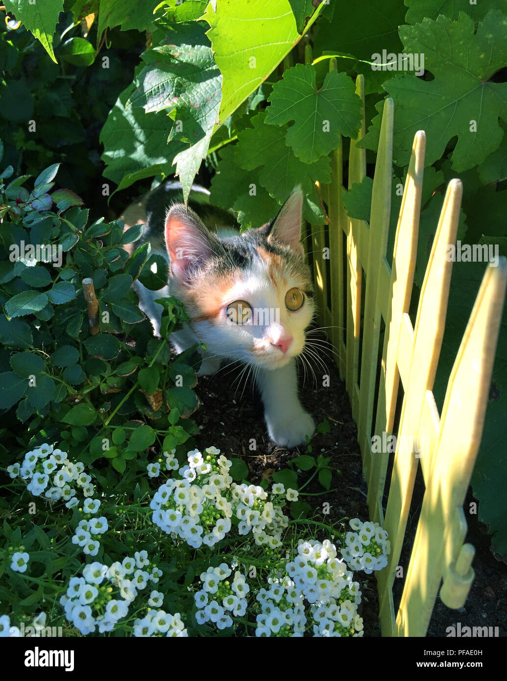 Petit Chaton multicolores avec un gros yeux à curieusement des buissons Banque D'Images