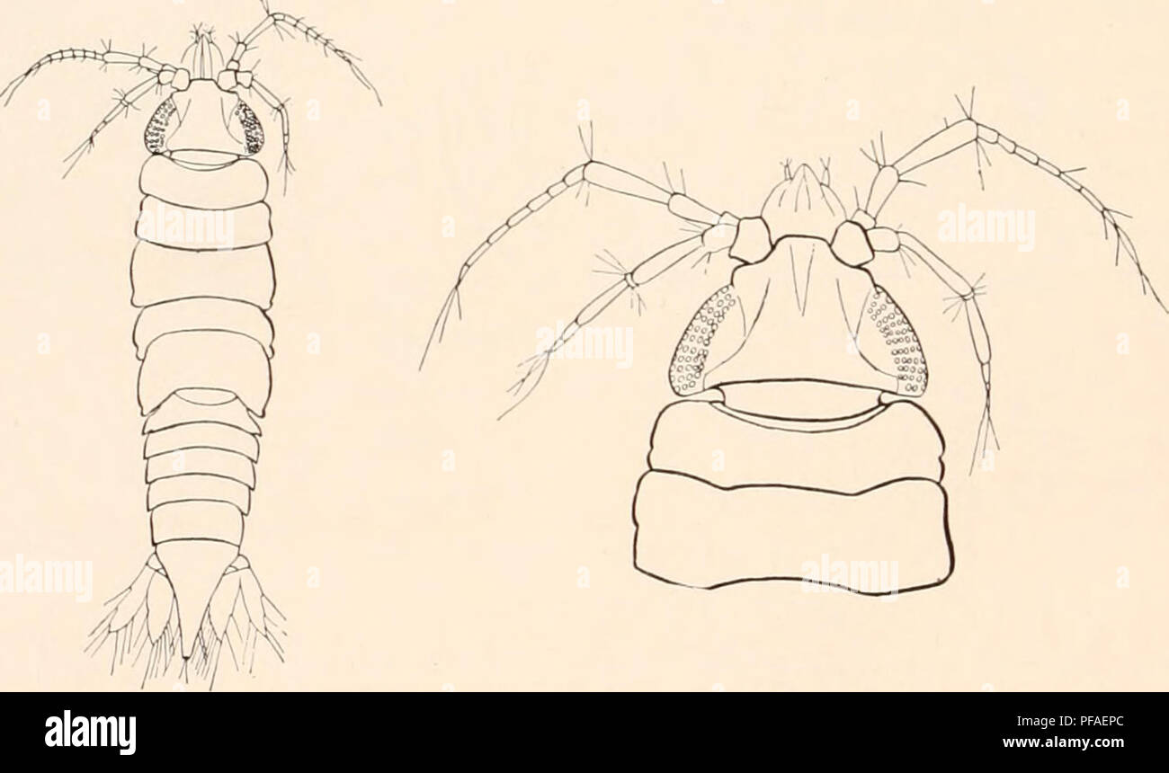 . Deutsche Südpolar-Expedition, 1901-1903, im Auftrage des Reichsamtes des Innern. Gauss (navire) ; les expéditions scientifiques ; l'Antarctique. 490 Deutsche Südpolar-Expedition. gefunden, die G. calva, die kahle, Gnathia heißen soll. Es sind fünf vor- Männehen erwachsene handen, von das en fait 4,8 mm lang ist, aber kein völlig erwachsenes Weibchen. Diese Art erscheint, da sie 1,85 mm breit, ist als kräftiger erheblich G. hodgsoni, der sie in der Skulptur des Kopfes und der beiden ersten Segmente ist die ähnlich ; aber bei letzterer pour auffallenden Augen- g revisions fehlen. Ist besonders charakteristisch Banque D'Images