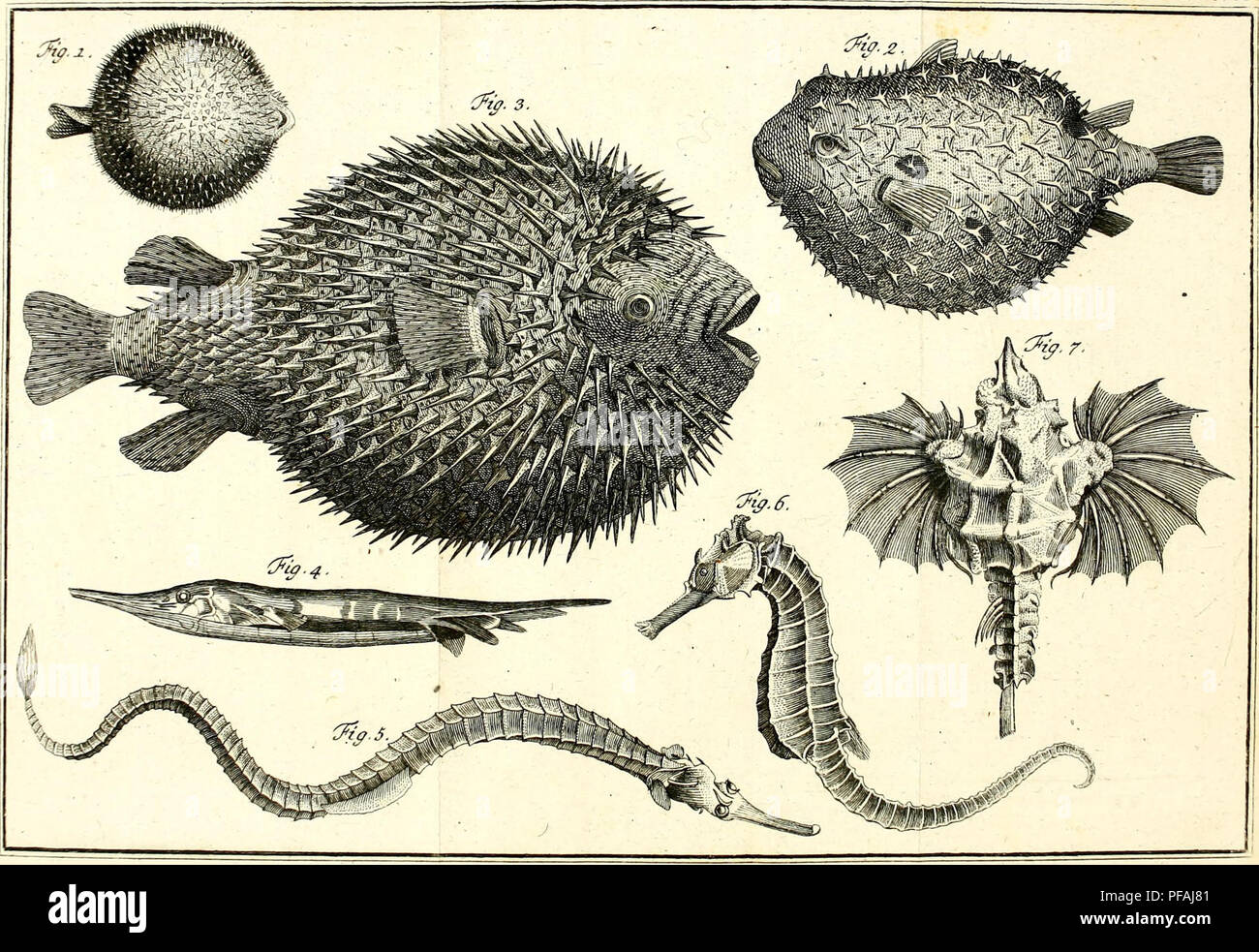. Des Ritters Carl von Linné. Les animaux. III. Emploi Theil. X. Veuillez noter que ces images sont extraites de la page numérisée des images qui peuvent avoir été retouchées numériquement pour plus de lisibilité - coloration et l'aspect de ces illustrations ne peut pas parfaitement ressembler à l'œuvre originale.. Linné, Carl von, 1707-1778. cn ; Müller, Philipp Ludwig Statius, 1725-1776. Nürnberg : Bey G. N. Raspe Banque D'Images