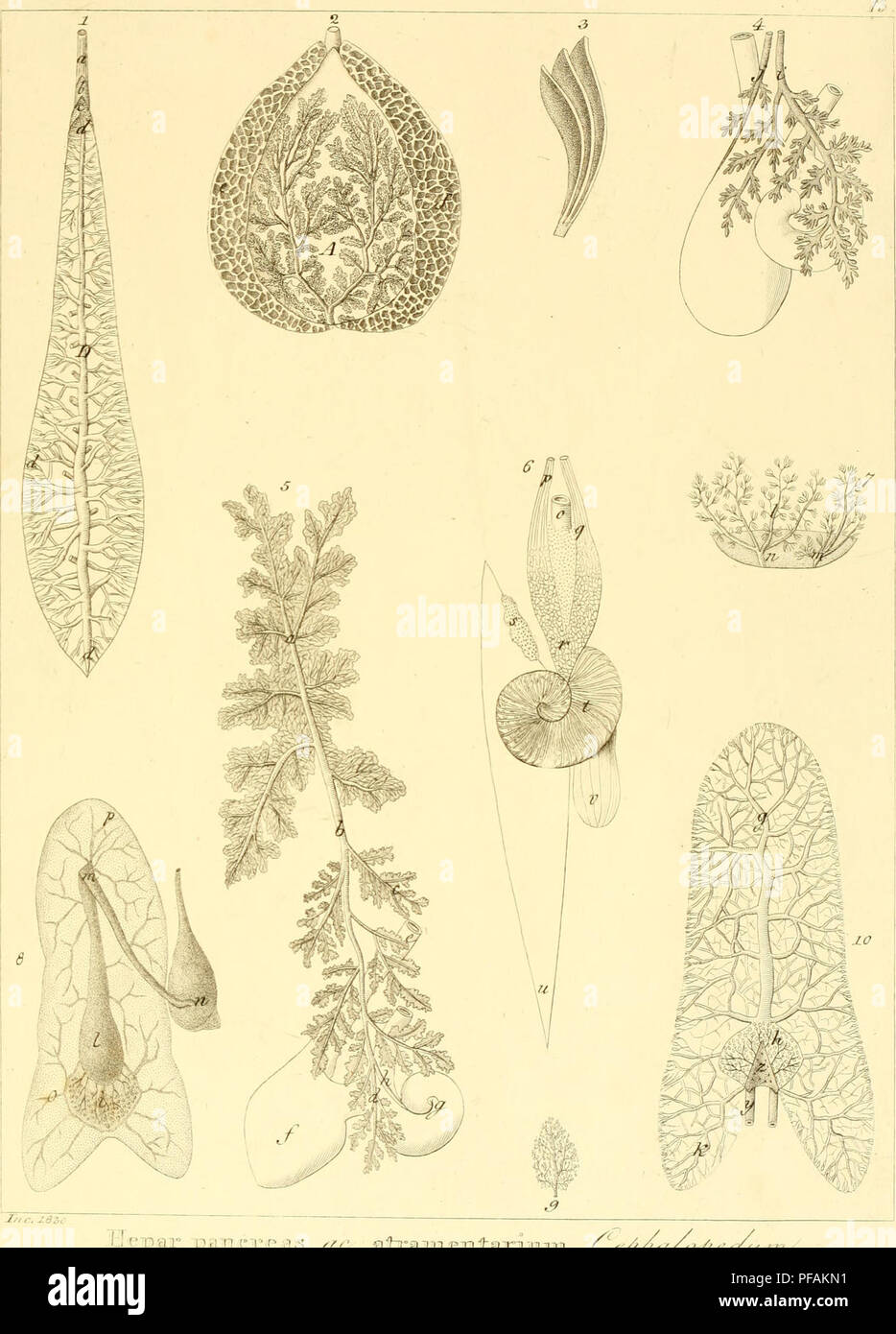 Ce travail fournit des descriptions anatomiques des espèces d'invertébrés observées en basse-Sicile au début du XIXe siècle. Il couvre leur comportement, leur anatomie et leurs habitats, contribuant ainsi à l'étude des invertébrés dans la région. Banque D'Images