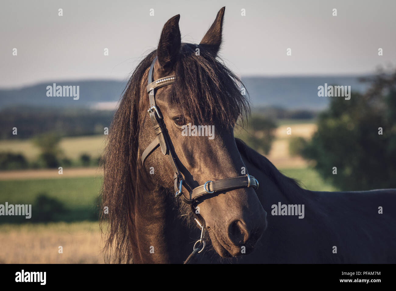Tête d'un cheval frison avec dos-nu. Cheval frison noir. Banque D'Images
