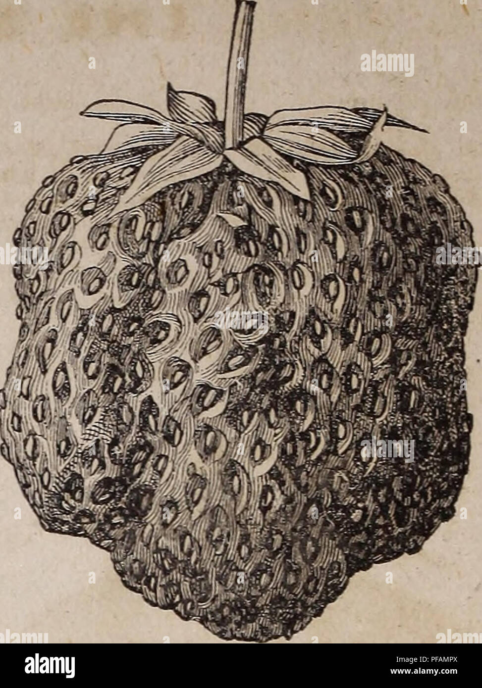 . Prix et descriptif du catalogue pépinière de petits fruits de Sunnyside. Graines Fruits Légumes ; Catalogues Catalogues de graines ; catalogues commerciaux Ohio Ravenne. PHELPS, SEEDLUe caUed par certains "vieux fer vêtu." L'origine, le sud de l'Illinois.-c'est la plus forte que nous ayons jamais eu de producteurs, produisant des selles énormes, feuillage très grand et en bonne santé, d'une couleur vert ; le fruit est de gros à très gros, très ferme, écarlate, de qualité fine, et mûrit tôt. Les racines sont très longues, ce qui lui permet de résister à l'unnter fait froid, et en été, où le projet de" plus connu c'est en cours de plantation exte Banque D'Images