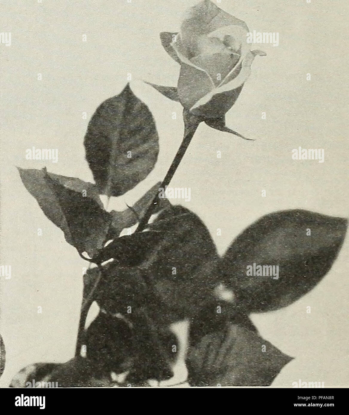 Catalogue Illustré Descriptif De Fruits Et Darbres