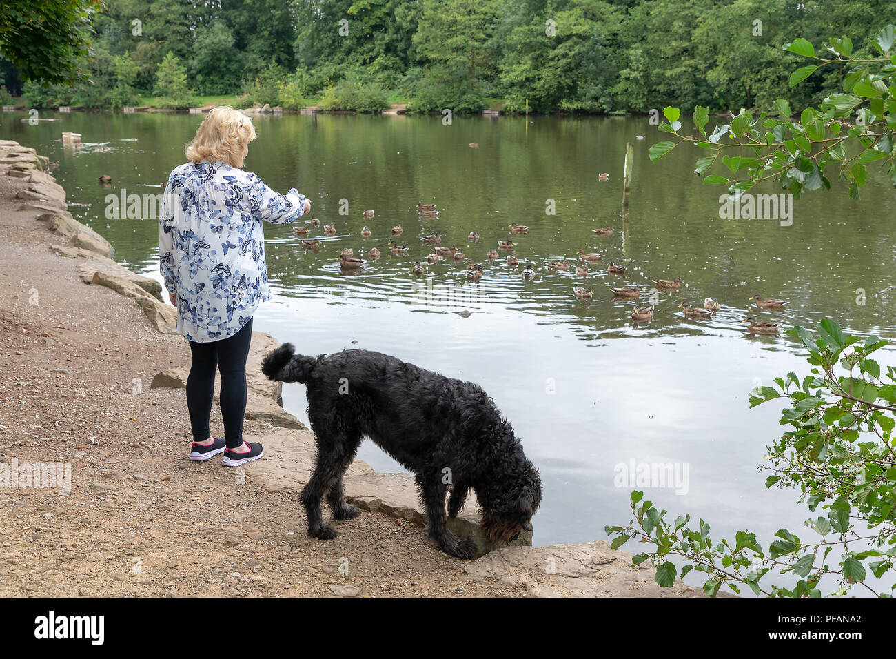 Blonde mature dame se trouve aux côtés du lac à trois soeurs la réserve naturelle locale, trois Sœurs Road, Ashton-In-Makerfield, Wigan avec son black Banque D'Images