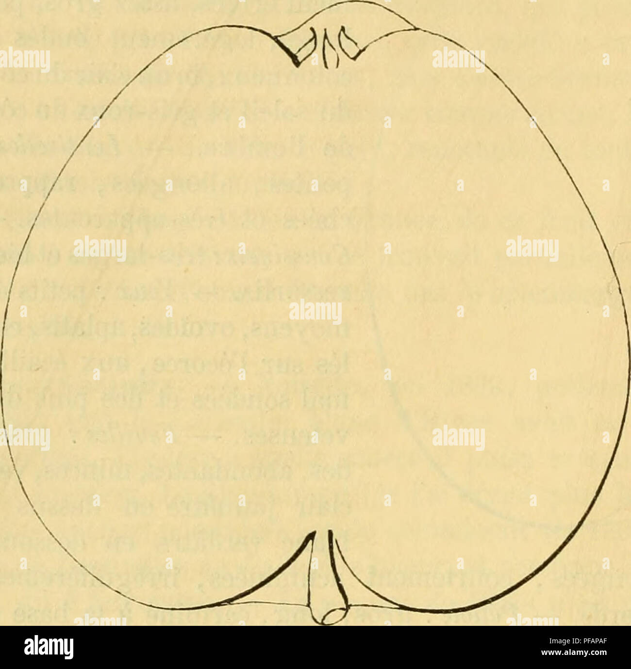 . Dictionnaire de mairie (Kiel), contenant l'histoire, la description, la figure des fruits anciens et des fruits modernes les plus G©N©ralement connus et cultivÂ©s. La culture de fruits. 180 CAL [CALLEVILLE BOIâCOE et rapprochÃ©es. Â Coussinets : aplatis. - Yeux : moyens ou petits, coniques, Ã©cartÃ©s du bois, souvent mÃªme formant Ã©Peron, ayant les Ã©cailles brunes, lisses et faible- ment cotonneuses. Â Feuilles : moyennes, mâche, ovales-allongÃ©es, luisantes et vert clair en dessus, d'un gris Pomme Calleville Boisbunel. verdÃ¢tre en dessous, trà s¨cuminÃ- longuement Ã©es, Ã bords ondulÃ©s et forte Banque D'Images