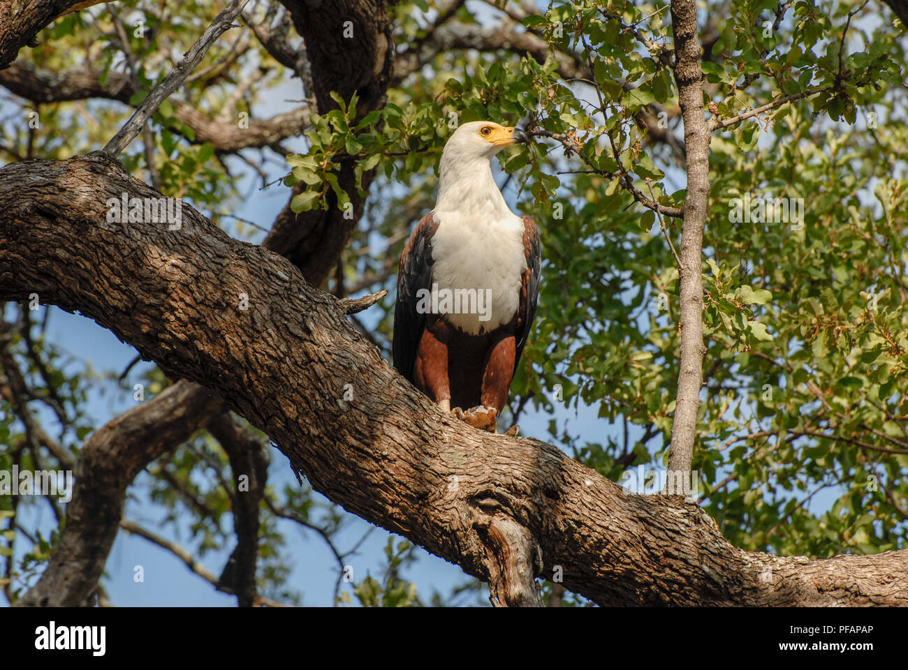 Fish eagle africaine réussie sur une branche d'arbre avec une prise Banque D'Images