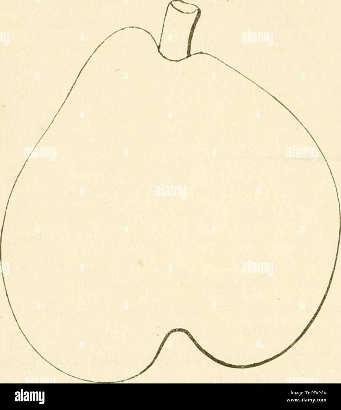 . Dictionnaire de mairie (Kiel), contenant l'histoire, la description, la figure des fruits anciens et des fruits modernes les plus G©N©ralement connus et cultivÂ©s. La culture de fruits. M 641. Poire MAC LAUGHLIN. 'Ueisei iptioii de l'arbre. Â Bois : assez faible. Â Rameaux : peu nom- breux, lÃ©gÃ¨Ã©talÃ turation©s, grÃªles et de longueur moyenne, bien coudÃ©s, du- veteux, marron foncÃ©, ayant les lenti- celles des amendes, rapprochÃ©es, les coussinets saillants et de longs mÃ©rithalles. - Yeux : moyens ou petits, ovoÃ¯des, pointus, cotonneux, presque appliquÃ©s contre le bois. Â Feuilles : rarement abondantes Banque D'Images