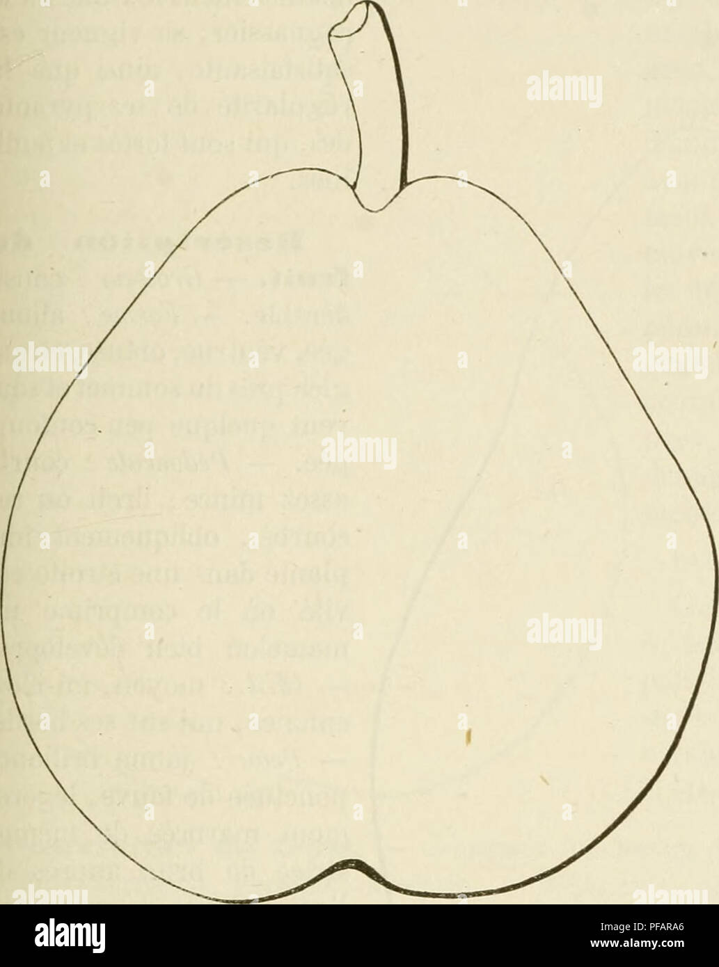 . Dictionnaire de mairie (Kiel), contenant l'histoire, la description, la figure des fruits anciens et des fruits modernes les plus G©N©ralement connus et cultivÂ©s. La culture de fruits. BEU [beurrÃ©] âjea 381 .ial coniques, gÃ©nÃ©ralement en ressortiÂ" Ã©peron.âi^au terme//fe ; moyennes, peu abondantes, ovales, acuminÃ©es, ayant les bords faiblement denticulÃ©s, le pÃ©tiole long et fort. FertilitÃ©. "Grande. Poire BeurrÃ© Jalais. La culture. - N'Ã©tant pas trà¨s-vigoureux, il se plaÃ®t infiniment mieux sur le franc que sur le cognas- sier ; ses pyramides y sont rÃ©guliÃ¨res et assez jolies, quoiqu'un peu dÃ© Banque D'Images