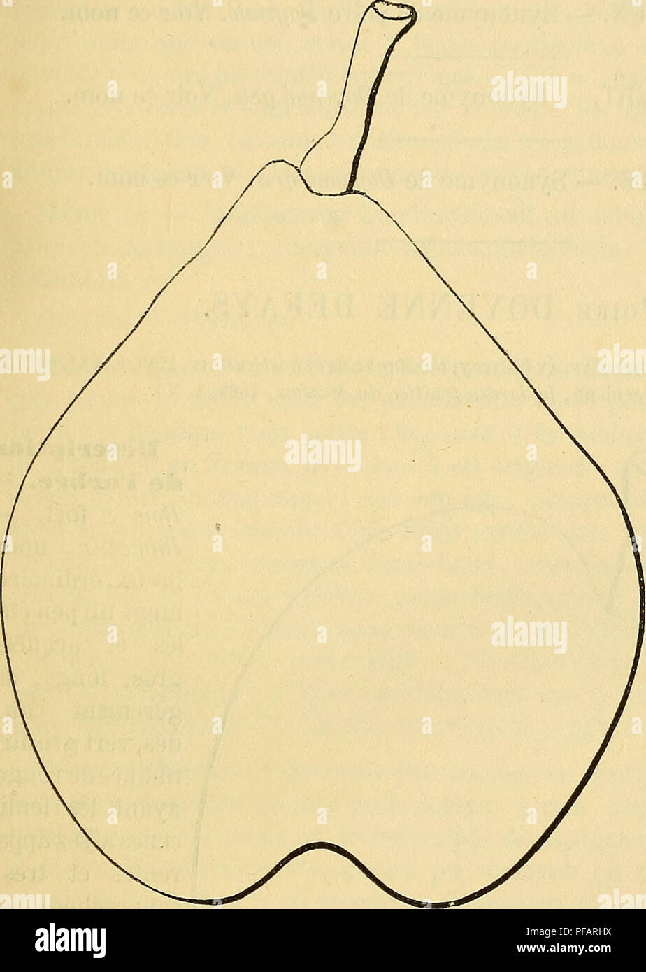 . Dictionnaire de mairie (Kiel) : contenant l'histoire, la description, la figure des fruits anciens et des fruits modernes les plus gÃ©nÃ©ralement connus et cultivÃ©s. Les fruits. DOY [doyennÃ© com 04 Poire DoyennÃ© du Comice. tribunaux Ã©personnes. Â Feuilles : De grandeur moyenne, ovales ou elliptiques-allongÃ©es, Ã bords rÃ©guliÃ dentÃ©s¨turation en scie, Ã pÃ©tiole un peu court, mince et souple. FertilitÃ©. Â ordinaire, mais constante. La culture. "Le cognas- sier lui convient parfaite- ment ; fils dÃ©veloppement sur ce sujet est assez vif ; il y fait de belles pyra- mides. Description du fruit. - Grosseur : Banque D'Images