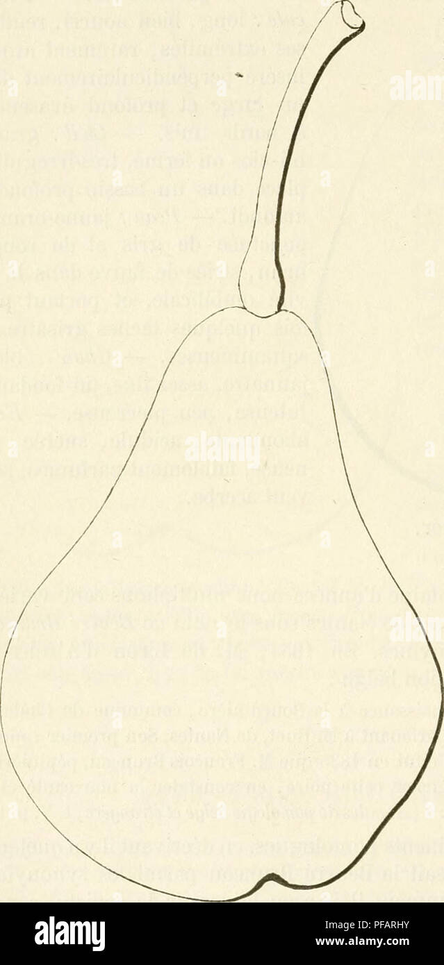 . Dictionnaire de mairie (Kiel), contenant l'histoire, la description, la figure des fruits anciens et des fruits modernes les plus G©N©ralement connus et cultivÂ©s. La culture de fruits. 328 BEU [beurrÃ© bru] Ã fortes et abondantes lenticelles^ Ã coussinets presque nuls. Â- ment excessif : Yeux petits, larges à la base, aplatis au sommet, collÃ©s Ã®tement contre l'Ã©corce. Â Feuilles : assez grandes, Ã©paisses, cotonneuses, ovales-arrondies, sou- vent canaliculÃ©es, ayant les bords presqu'unis et le pÃ©tiole et trà cour¨s-nourri. Poire BeurrÃ© de Bruxelles. FertilitÃ©. La culture. - Satisfaisante. Banque D'Images