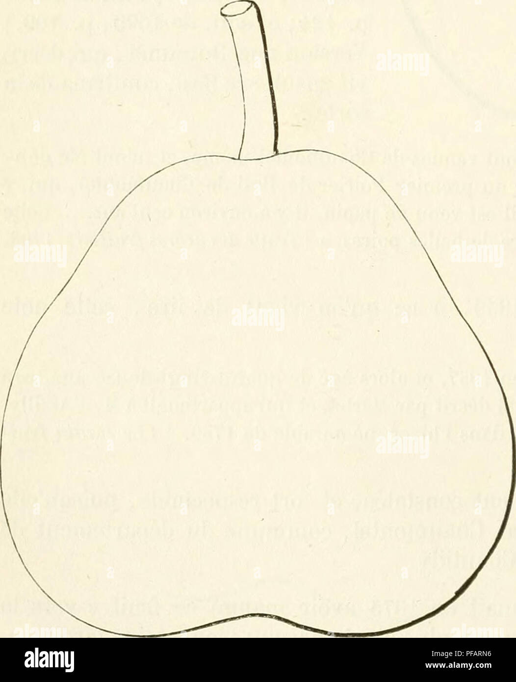 . Dictionnaire de mairie (Kiel), contenant l'histoire, la description, la figure des fruits anciens et des fruits modernes les plus G©N©ralement connus et cultivÂ©s. La culture de fruits. 268 [BES] dur besi qu'il possÃ¨de. C'est l'une des plus dÃ©licates poires^ mais qui, diffÃ©rant de mÃ®irir jusqu'Ã la saison froide, ne mÃ"rit plus et devient amÃ¨re. Des crochets de mousse s'Ã©tablissent sur sa peau, et des points noirs se distribuent dans sa chaise. Â" [Des arbres, fmitiers 1835,1.1, p. 121.) La grosseur de ce Besi dÃ©passe parfois celle du premier type que nous avons figurÃ© ; aussi n'est-il pas rare Banque D'Images