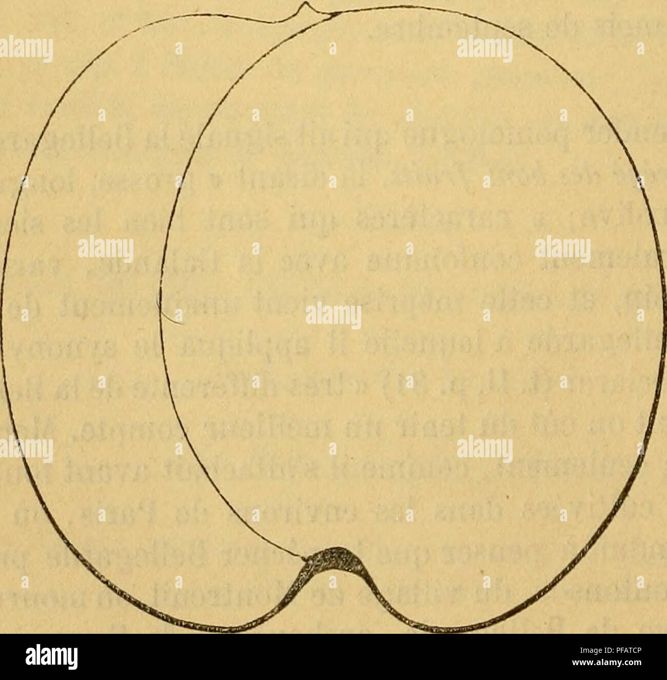 . Dictionnaire de mairie (Kiel), contenant l'histoire, la description, la figure des fruits anciens et des fruits modernes les plus gÃÂ©nÃÂ©ralement connus et cultivÃÂ©s. fc BEL âBER PÃ©cher. PÃªche BELLEGARDE. Â Voir-Monge, au paragraphe des observations. La PÃªche BELLIS. Â Synonyme de pÃªche Belle de Vitry. Voir ce nom. 16. BERGEN. fSynonymc PÃªche JAUNE. Â PÃ®che Bergen en jaune (A. J. Downing, les fruits et les arbres fruitiers d'Amérique, 1849, p. 490, no 53). Description de l'arbre. Â Bois : assez fort. Â Rameaux : nombreux, Ã©rigÃ©s et Ã©talÃ©s, de longueur et grosseur moyennes, niculÃ non©gÃ©s, ve Banque D'Images