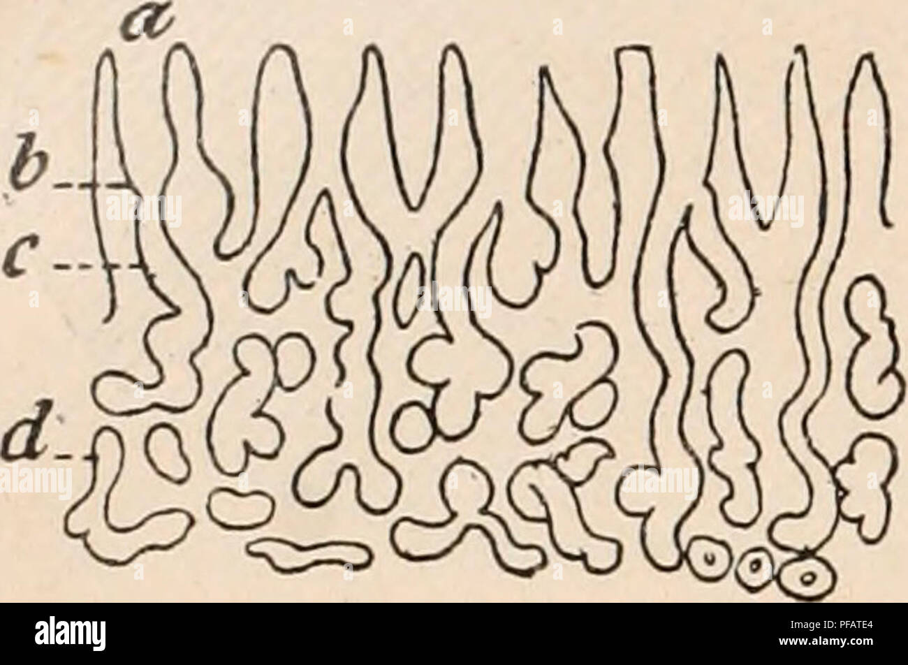 Ce dictionnaire français sur la physiologie comprend une section détaillée sur l'estomac, discutant de sa structure et de ses fonctions dans la digestion. Le travail fournit un aperçu de la physiologie humaine et des processus digestifs. Banque D'Images