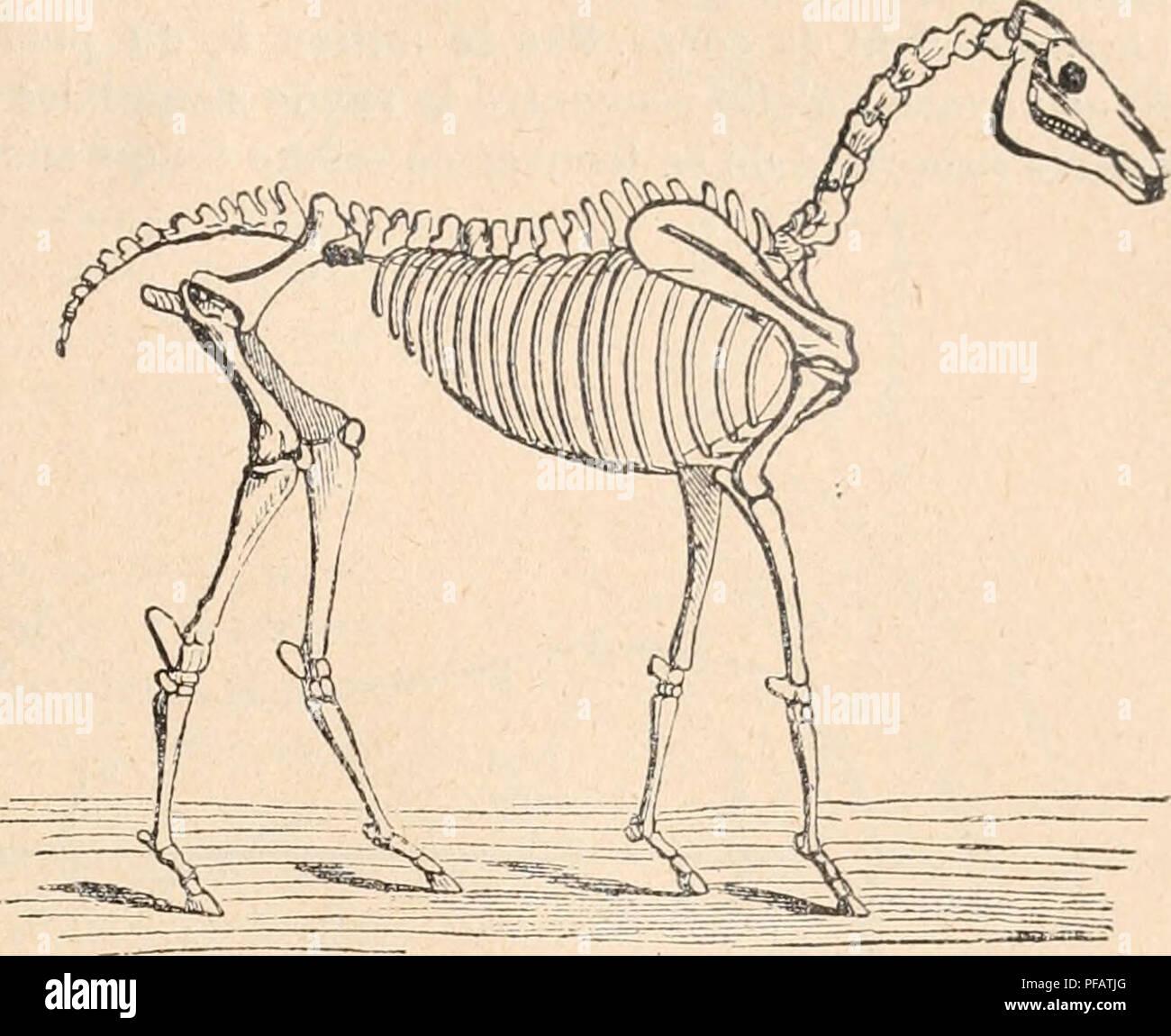 . Dictionnaire de physiologie. La physiologie. La locomotion. 221. FiG. 68. Â Squelette du cheval. C'est ce dernier genre de station qui nous permettra d'apprÃ©cier les conditions d'Ã©quilibre de l'animal sur ses quatre membres. Richard (du Cantal) (i8i7) comparer les quatre membres du cheval Ã quatre colonnes verticales", soumises aux lois des colonnes ordinaires, la verticalitÃ©, la direction perpen- diculaire Ã la surface d'appui vK ainsi que l'a dit Giraud-Teulon^ (1858), les membres antÃ©rieurs Ã bien are provided premiÃ¨re vue l'aspect d'une colonne. En rÃ©alitÃ©, il n'en est pas ainsi, et le sq Banque D'Images