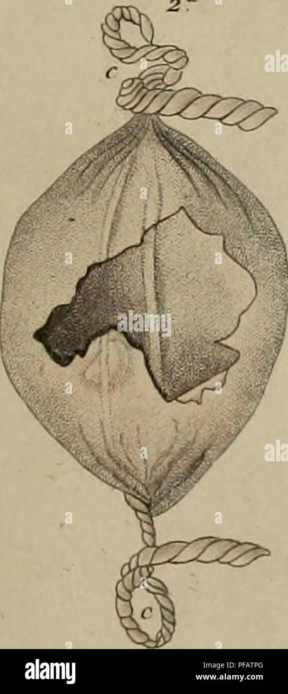 . Dictionnaire pittoresque d'histoire naturelle et des phénomènes de la nature. . Veuillez noter que ces images sont extraites de la page numérisée des images qui peuvent avoir été retouchées numériquement pour plus de lisibilité - coloration et l'aspect de ces illustrations ne peut pas parfaitement ressembler à l'œuvre originale.. Guérin-Méneville, F. -E. (Félix-Edouard). Paris Banque D'Images