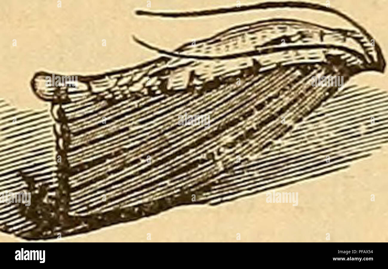 . Un dictionnaire pratique de l'apiculture. Les abeilles. Yg. 1. Des femmes. Fig. 2. Des hommes. Fig. 3. Espèce d'oeufs. Thacher, dans son Traité (1828), suggère que les abeilles peuvent effectuer eux-mêmes les œufs dans la ruche sur leurs jambes. Après un court moment, la croissance des larves de la taille de -r-TisrÂ«^ m r '' environ un pouce et présenter l'ap- ^gS !|X â ! Apparence de la Fig. 4. ^3 =jte ^^ jC Ils maintenant tourner une cocood^^où, mmm. mSZlij ils émergent, comme les mites, de nouveau à la Fig. 4. larvve de bee moth s.e.fc in motion tne ronde de fin de croissance d'insectes. ^te- Thacher, Harris et d'autres, donner à avril ou mai comme la période la plus rapprochée à laquelle le Banque D'Images