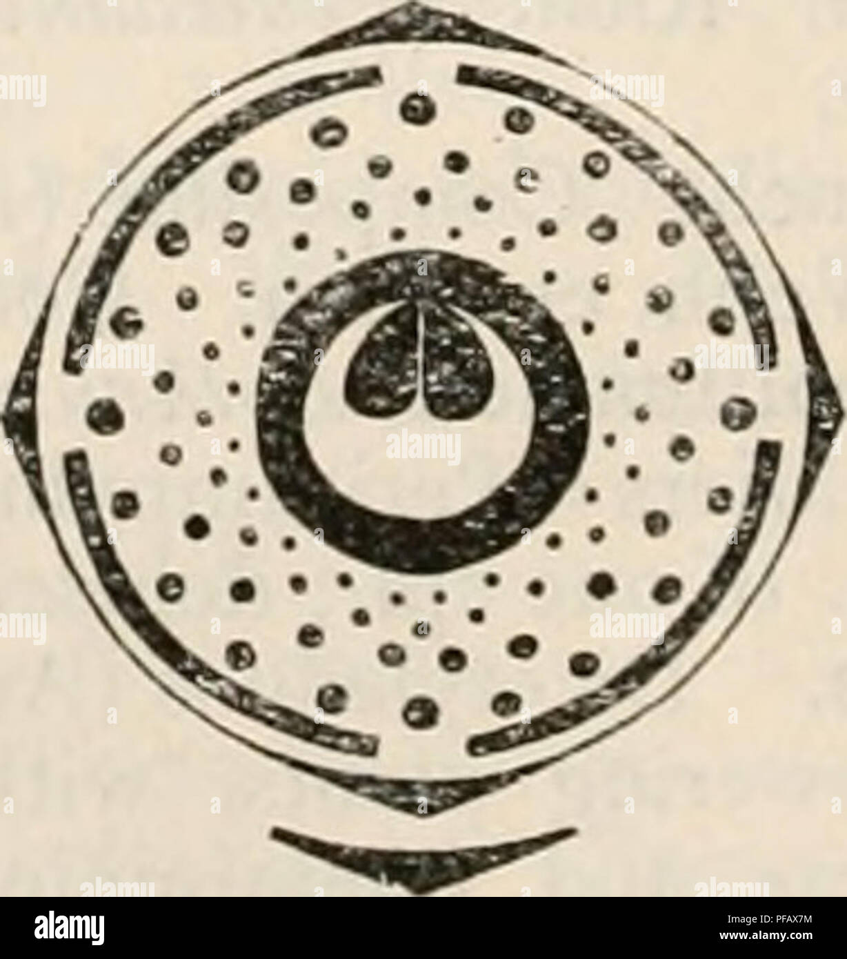 . Un dictionnaire des plantes à fleurs et fougères. La botanique. Diagrammes floraux de Vicia faba (Papilionatae) et d'Acacia cardiophylla (Mimosoideae), après Eichler (modification).. Veuillez noter que ces images sont extraites de la page numérisée des images qui peuvent avoir été retouchées numériquement pour plus de lisibilité - coloration et l'aspect de ces illustrations ne peut pas parfaitement ressembler à l'œuvre originale.. Willis, J. C. (John Christopher), 1868-1958. Cambridge [Eng. ] L'University Press Banque D'Images