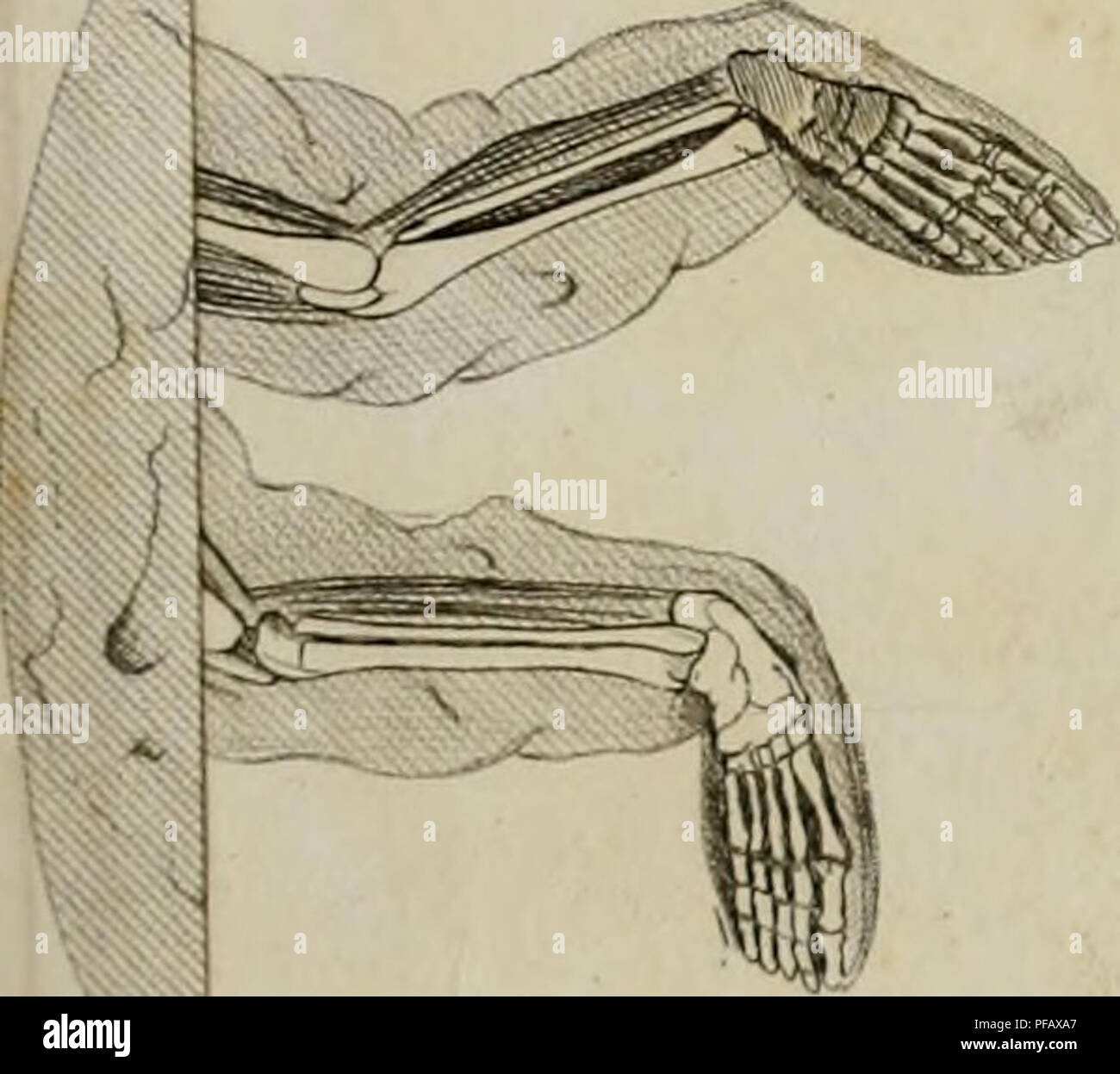 Deutsches Archiv für die physiologie est une revue scientifique historique documentant la recherche physiologique. Il contient des articles sur divers aspects de la physiologie, contribuant au développement du domaine. La revue a joué un rôle déterminant dans l'avancement des connaissances dans des domaines tels que la physiologie humaine et animale. Banque D'Images