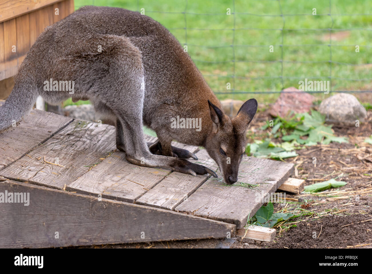 Kangaroo dans la ferme. Pologne, Europe Banque D'Images