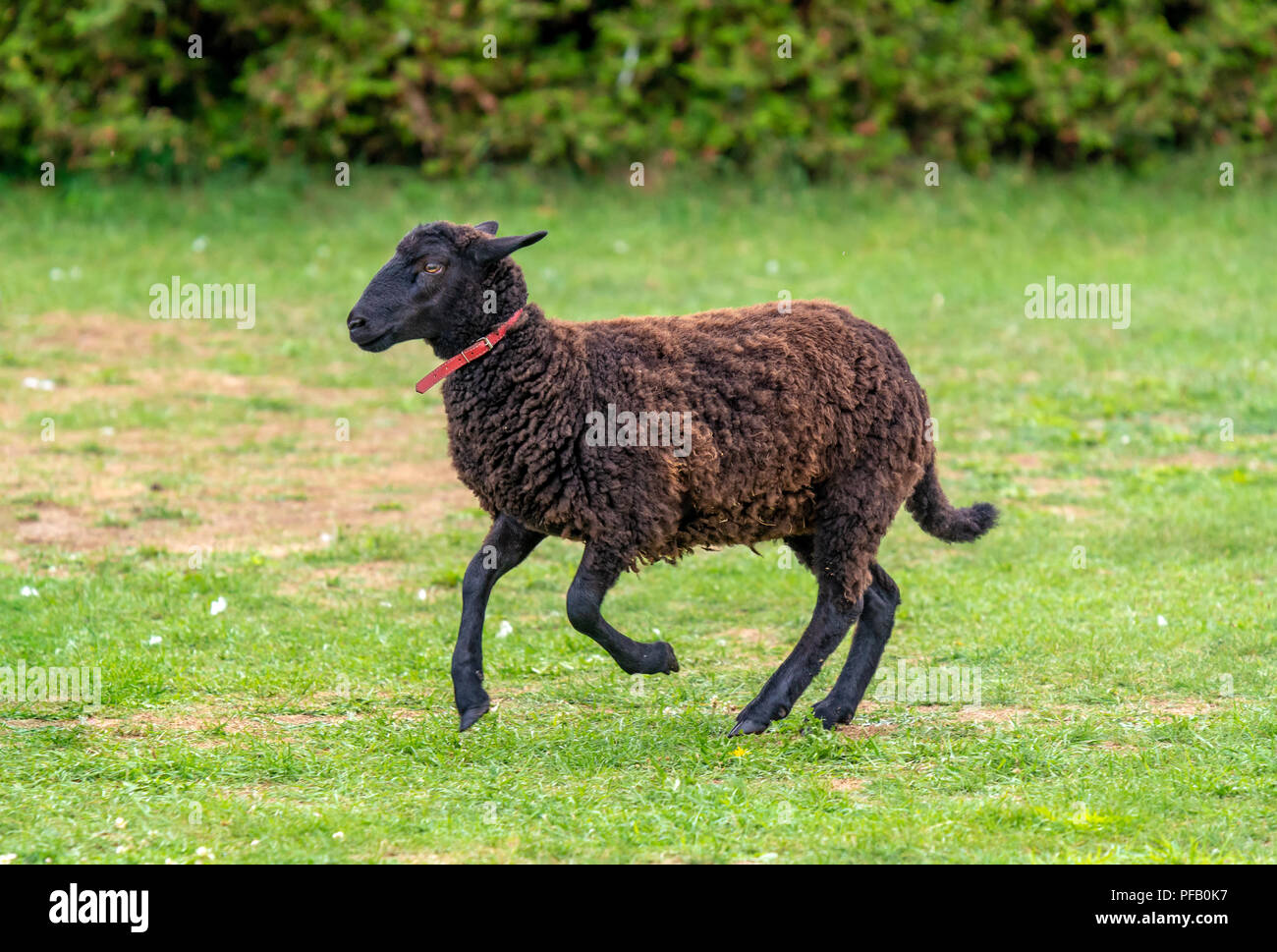 Un mouton noir à travers l'herbe verte Banque D'Images