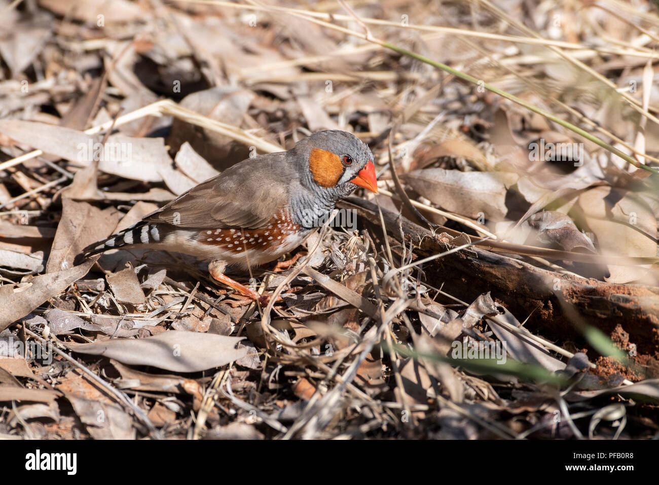 L'Australie, Territoire du Nord, Alice Springs. Homme Zebra finch (Poephila guttata) Banque D'Images